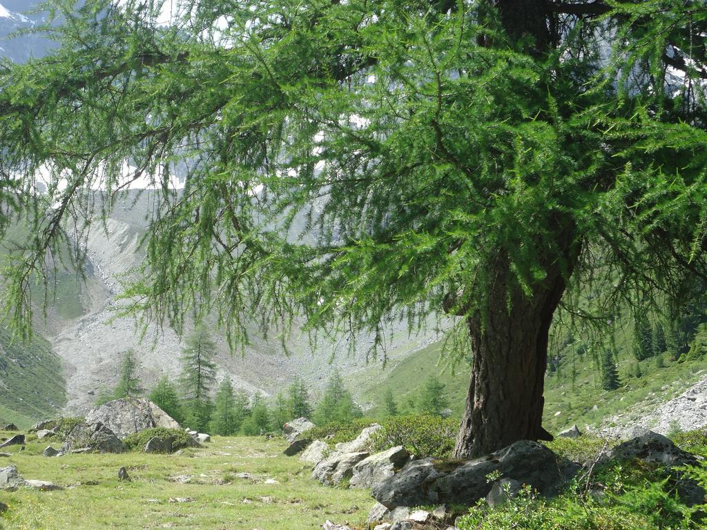 Haus Waldfriede Διαμέρισμα Sankt Leonhard im Pitztal Εξωτερικό φωτογραφία